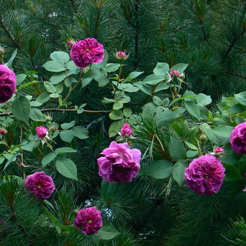 Fialová - Stromkové růže s květy anglických růží - stromková růže s převislou korunou